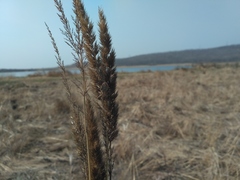 Calamagrostis extremiorientalis