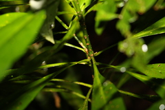 Anopterus macleayanus