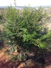 Rhamnus prinoides