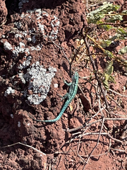 Urosaurus clarionensis