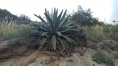 Agave cordillerensis