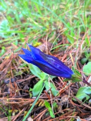 Gentiana occidentalis