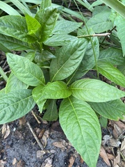 Odontonema callistachyum