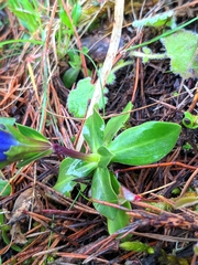 Gentiana occidentalis