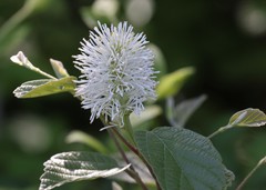 Fothergilla gardenii