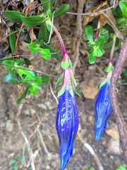 Gentiana occidentalis