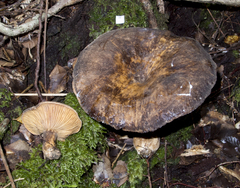 Lactarius novae-zelandiae