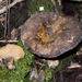 Lactarius novae-zelandiae - Photo (c) Jerry Cooper, μερικά δικαιώματα διατηρούνται (CC BY), uploaded by Jerry Cooper