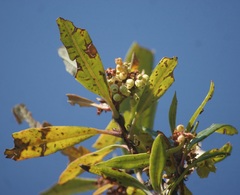 Comarostaphylis discolor