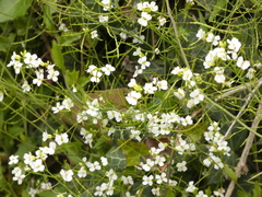 Arabidopsis halleri