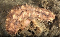 Australostichopus mollis