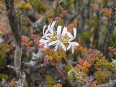Pelargonium alternans alternans