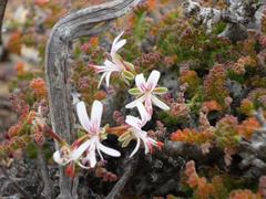 Pelargonium alternans alternans