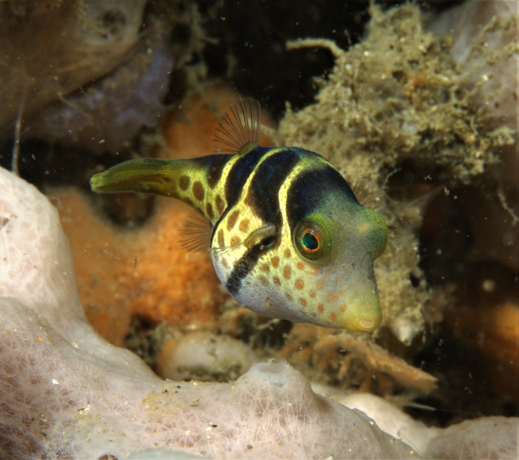 Blacksaddle Toby (Fishes of Chowder Bay, Sydney, Australia) · iNaturalist