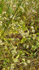 Valerianella carinata