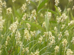 Carex brizoides