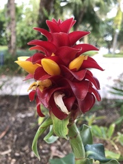 Costus comosus