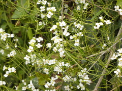 Arabidopsis halleri