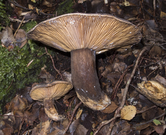 Lactarius novae-zelandiae