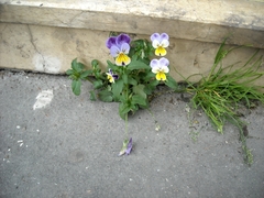 Viola tricolor tricolor