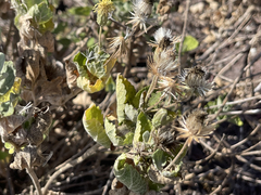 Brickellia peninsularis