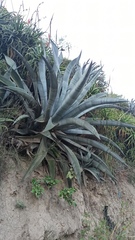 Agave cordillerensis