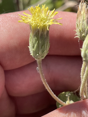 Brickellia peninsularis