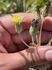 Brickellia peninsularis