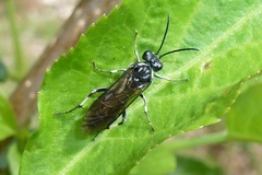 Macrophya albicincta