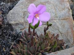 Anacampseros telephiastrum