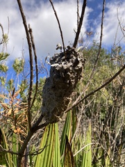 Crematogaster peringueyi