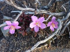 Anacampseros telephiastrum