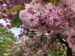 Prunus