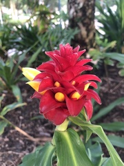 Costus comosus