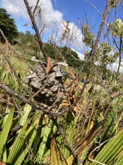 Crematogaster peringueyi