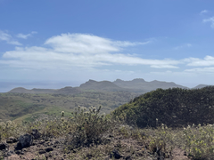 Brickellia peninsularis