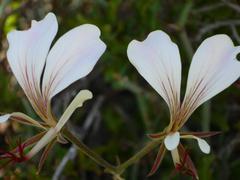 Pelargonium tetragonum