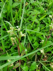 Murdannia loriformis