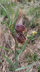 Fritillaria montana