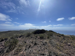 Brickellia peninsularis