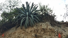 Agave cordillerensis