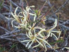 Pelargonium undulatum