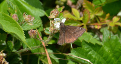 Erynnis persius