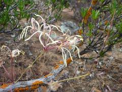 Pelargonium undulatum