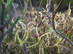 Pelargonium undulatum