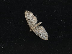 Eupithecia tantillaria