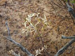Pelargonium undulatum
