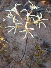 Pelargonium undulatum