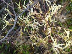 Pelargonium undulatum