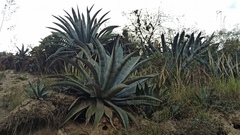 Agave cordillerensis